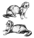 Drawing of ferret
