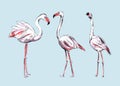 Drawing flamingos