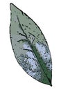 Drawing of the flattened structure of a higher plant, a green leaf. Vector Illustration Cartoon.