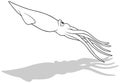 Drawing of a Floating Squid from the Side View Royalty Free Stock Photo