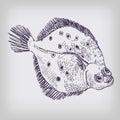 Drawing of a flounder Royalty Free Stock Photo