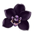 drawing flower of black orchid isolated at white background
