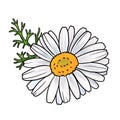 drawing flower of camomile isolated at white background