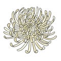 drawing flower of chrysanth isolated at white background