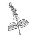 drawing flower of clary sage