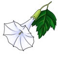 drawing flower of datura isolated at white background