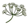 drawing flower of galbanum isolated at white background