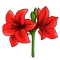 drawing flower of hippeastrum isolated at white background