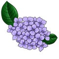 drawing flower of hydrangea isolated at white background Royalty Free Stock Photo