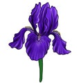 drawing flower of iris isolated at white background