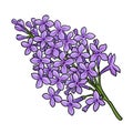 drawing flower of lilac isolated at white background