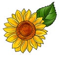 drawing flower of sunflower isolated at white background Royalty Free Stock Photo