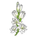 drawing flower of tuberose isolated at white background