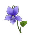 drawing flower of viola isolated at white background