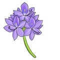 drawing flower of water hyacinth isolated at white background