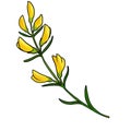 drawing flowers of broom isolated at white background