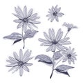 Drawing flowers hand-drawn chamomiles, daisies. Watercolor stylization, Monochrome gray flower