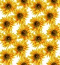 Drawing flowers pattern. Sunflowers pattern on the white background. Yellow drawing flower pattern