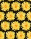 Drawing flowers pattern. Yellow dandelion seamless illustration on the dark background Royalty Free Stock Photo