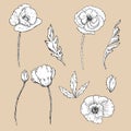 Drawing Flowers. Poppy Flower Clip-art
