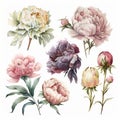 drawing of flowers on a white background peonies watercolor several pieces Generative AI