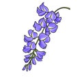 drawing flowers of wisteria isolated at white background Royalty Free Stock Photo