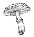 Drawing of Fly Agaric. Hand drawn vector illustration of forest psychedelic Mushroom in linear file. Sketch of magic