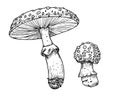 Drawing of Fly Agaric. Hand drawn vector illustrations set of forest psychedelic Mushroom in linear file. Sketch of