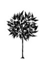 Drawing foliar tree on a white background. black silhouette on a white background. Royalty Free Stock Photo