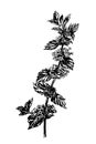 Drawing forest plant blooming nettle hand-drawn illustration Royalty Free Stock Photo