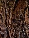 Drawing formed by bark on a tree trunk