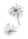 Drawing gerbera