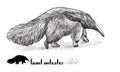 Drawing of gian anteater with shadow