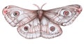 Giant peacock moth illustration - Saturnia