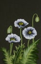 Drawing gouache white poppies one stroke