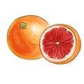 drawing grapefruitisolated at white background Royalty Free Stock Photo