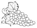 Drawing of Grapes