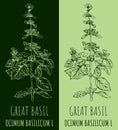 Drawing GREAT BASIL. Hand drawn illustration. The Latin name is OCIMUM BASILICUM L