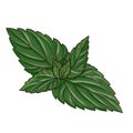 drawing green leaves of nettle