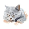 a drawing of a grey and white cat laying down with its head on its paws and eyes closed, with its head resting on the ground