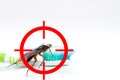 Drawing gun target to kill cockroach ,conkroach on toothbrush Royalty Free Stock Photo