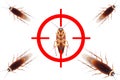 drawing gun target to kill cockroach Royalty Free Stock Photo