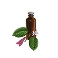drawing gurjun balsam essential oil