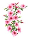 Drawing by hand markers pink petunia blossoms