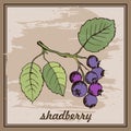 Drawing hands shadberry in the frame on the background for cooking and gardening labels. Royalty Free Stock Photo