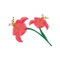 drawing hibiscus flower ornament image