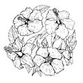 Drawing hibiscus flowers and sketch line art on a white background. Bouquet of flowers.