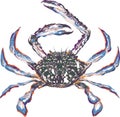 Horse crab blue crab seafood fresh from ocean