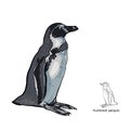 Drawing of Humboldt penguin on white background Royalty Free Stock Photo