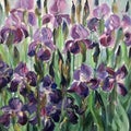 Drawing of irises on a flower bed